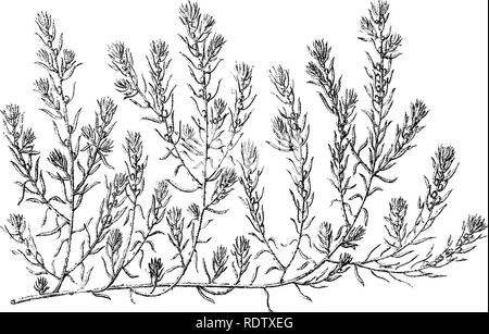 . Ikonographie der Australischen salsolaceous Pflanzen. Sträucher; Salsoleae. LXSM. i m'', j' "Hss^4*'/â* Â"': Sy. Bitte beachten Sie, dass diese Bilder sind von der gescannten Seite Bilder, die digital für die Lesbarkeit verbessert haben mögen - Färbung und Aussehen dieser Abbildungen können nicht perfekt dem Original ähneln. extrahiert. Müller, Ferdinand von, 1825-1896. Melbourne, Gehirn Stockfoto