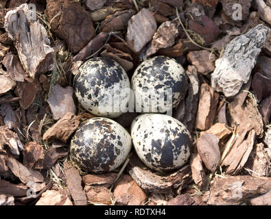 Vier schwarz-weiß gesprenkelte Eier im Nest eines Killdeers Stockfoto