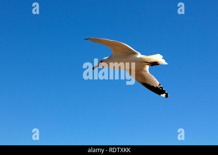 Ein Ring-billed Gull steigt Overhead nach Essen suchen Stockfoto