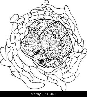 . Pilze, Ascomyceten, uredinales ustilaginales,. Pilze. IV] PEZIZALES 119 orange apothecia treten auf dem Mist von Kühen und Kaninchen, auf alten Leder, Seil und ähnliche Lebensräume. Chlamydospores sind manchmal produziert. Wie in Ascobolus, die archicarp ist ein Spiralkabel, vielzelligen Filament; es ist sehr unterschiedlich, sowohl in der Größe und Anzahl der Zellen und in der Höhe von verdrehen, die es erfährt. Die zentrale oogonial Region umfasst drei bis sieben große Zellen mit granularer Inhalt. Zwischen diesem und dem übergeordneten hypha ist ein Stiel mit variabler Länge und darüber hinaus ist es ein Terminal Teil (oder trichogyne) Stockfoto