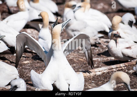 Close-up Portrait von zwei basstölpel Kleben, Morus bassanus während Brutzeit. Stockfoto