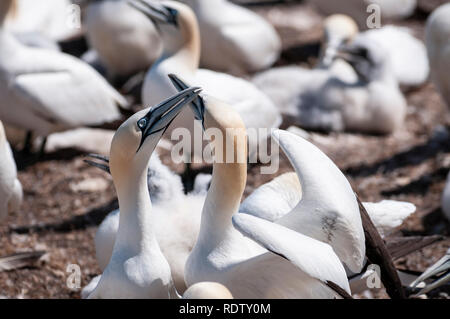 Close-up Portrait von zwei basstölpel Kleben, Morus bassanus während Brutzeit. Stockfoto