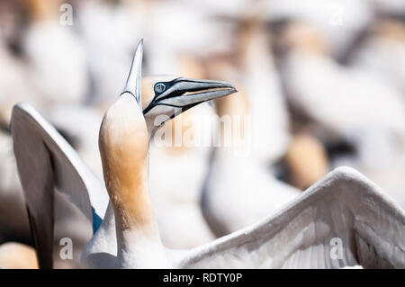 Close-up Portrait von zwei basstölpel Kleben, Morus bassanus während Brutzeit. Stockfoto