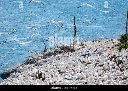 Seabird Kolonie Basstölpel auf die Insel Bonaventure in Québec, Kanada. Stockfoto