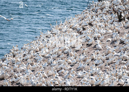 Seabird Kolonie Basstölpel auf die Insel Bonaventure in Québec, Kanada. Stockfoto