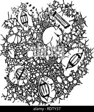 . Eine Monographie des Mycetozoa, einem beschreibenden Katalog der Arten im Herbarium des British Museum. Illustriert mit 78 Platten und 51 Holzschnitte. Myxomyceten. g INTEODUCTION. wththis Erklärung; die Fälle von Hybridität bezeichnet wird von Herrn Massee in seiner Monographie erscheinen*.^ • Die Nahrung der Plasmodien ist oft einfach zu bestimmen. Die Hve unter toten Blätter mit Adern, Braun von der Einbeziehung der verfallenen pflanzliche Sache verbreitet werden, und wenn der Abfall entladen werden Sie Weiß oder Gelb, je nach Art kurz Bifo Stockfoto