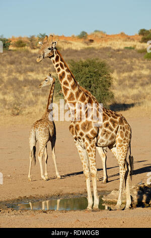 Giraffen (Giraffa Camelopardalis) in einem Wasserloch, Kalahari Wüste, Südafrika Stockfoto