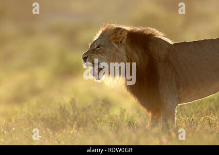 Große männliche Afrikanischer Löwe (Panthera leo) bei Sonnenaufgang, Kalahari Wüste, Südafrika Stockfoto