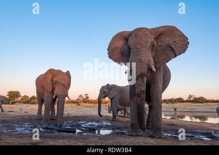 Afrikanischer Elefant aus einem undertground gesehen in Simbabwe Hwange National Park verstecken. Stockfoto