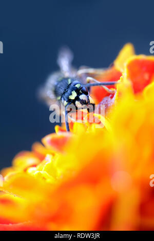 Gemeinsame gelb - Jacke oder Europäische Wespe, Vespula vulgaris Stockfoto