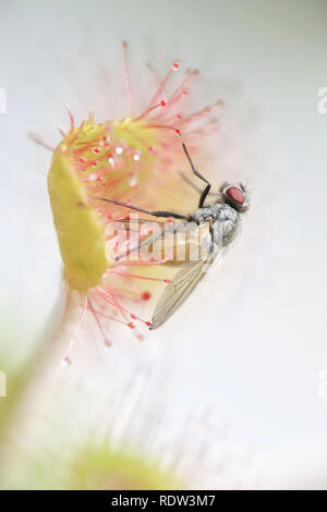 Sonnentau, Drosera rotundifolia, eine fleischfressende Pflanze, Fütterung auf einer Fliege, Thricops semicinereus Stockfoto