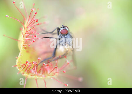 Sonnentau, Drosera rotundifolia, eine fleischfressende Pflanze, Fütterung auf einer Fliege, Thricops semicinereus Stockfoto