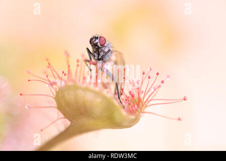 Sonnentau, Drosera rotundifolia, eine fleischfressende Pflanze, Fütterung auf einer Fliege, Thricops semicinereus Stockfoto