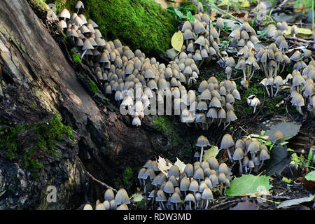 Coprinellus micaceus, glitzernden Inkcap Pilz Stockfoto