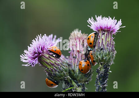 Sieben - beschmutzt, Marienkäfer, Coccinella septempunctata. Jagd auf Blattläuse auf creeping Thistle. Stockfoto