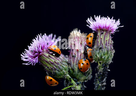 Sieben - beschmutzt, Marienkäfer, Coccinella septempunctata. Jagd auf Blattläuse auf creeping Thistle. Stockfoto