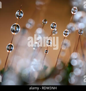 Moos und Morgentau, extreme Close-up Stockfoto