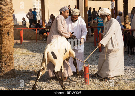 Nizwa, Oman - November 2, 2018: Omani Männer bewerten für den Kauf von einem Kalb am Freitag Tiermarkt in Nizwa Stockfoto