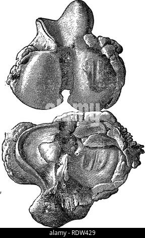 . Eine Abhandlung über die chirurgische Therapie von Haustieren. Tierarztes; Therapeutics, Op. 568 Veterinary surgical THERAPEUTICS. Arten der chronischen Arthritis, sei es aufgrund von Rheuma, trauma-tism, oder sogar durch eine Erkrankung des Nervensystems. Arthritis defor-mans würde ein mögliches Ergebnis der meisten arthropathien; seine physiog-Nomy würde aufgrund weniger auf die primitiven Art der Arthritis sein als auf die allgemeine Ernährung der Betreff und der lokalen Zustand des betroffenen Beines.*^. Abb. 117.-Dry Arthritis im Kniegelenk (aus einem Foto). Sie Monoarticular Stockfoto