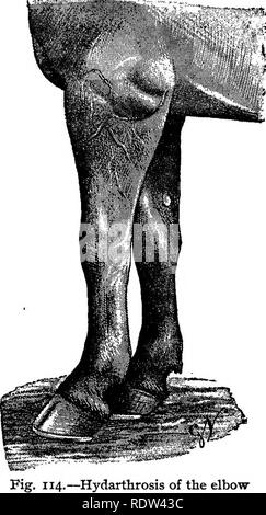 . Eine Abhandlung über die chirurgische Therapie von Haustieren. Tierarztes; Therapeutics, Op. HYDARTHROSIS. 561 Hydarthrosis der Extremitäten. I.-Scapulo-Humeral Gemeinsame. Obwohl sehr erweiterbare, der Synovialen der Schulter - Gemeinsame nicht extern herausragen, Wenn Es Dropsical ist. Dieser Zustand wird durch Lahmheit und Steifigkeit der "ex-tremity, die nach vorne getragen wird" mit Schwierigkeit vorgeworfen; in einigen Fällen ist der Punkt der Schulter wird durch eine diffuse Schwellung verformt. Die Hülle des coraco-radialis, Einhufern, die als Haustiere gehalten werden, unabhängig von der Winkel Schulterblatt-Oberarmknochen synovial, vielleicht das s Stockfoto