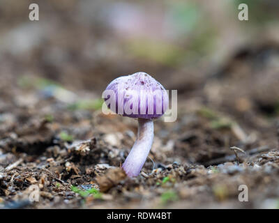 Inocybe geophylla var. lilacina Stockfoto