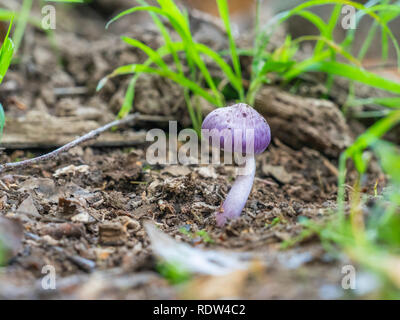 Inocybe geophylla var. lilacina Stockfoto