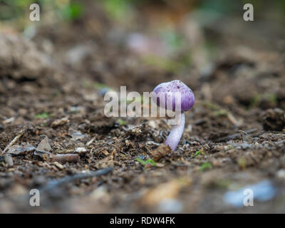 Inocybe geophylla var. lilacina Stockfoto