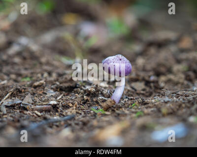 Inocybe geophylla var. lilacina Stockfoto