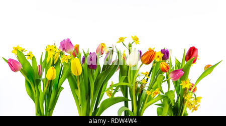 Tulpen und Narzissen auf weißem Hintergrund. Bild mit hoher Auflösung, die sich für Banner. Stockfoto