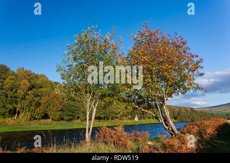 River Spey, Craigellachie, Moray, Schottland Stockfoto