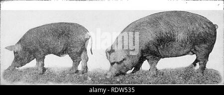 . Grundsätze der Veterinärmedizin; ein Text-Buch für den Einsatz in landwirtschaftlichen Schulen. Veterinärmedizin. 108 GRUNDSÄTZE OP TIERMEDIZIN erwähnt, andere Forscher die Entdeckung in Lebensmitteln eines Stoffes oder Stoffe notwendig für Wachstum, zu denen Sie gab den Namen Vitamine angekündigt hatte. Aber sie hatten keine Vorstellung von der Art der Vitamine bis McCollum veröffentlicht die Ergebnisse seiner Arbeit zeigen, dass sie enthalten zwei getrennte Faktoren, von denen jede auf verschiedene Art und Weise von den anderen und beide sind gleichermaßen wichtig unterscheidet sich, wie durch die Tatsache, dass die absenc angezeigt wird Stockfoto