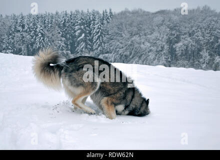 Siberian Husky graben und Spielen im Schnee. Stockfoto