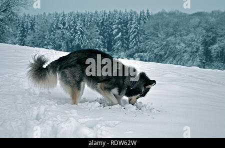 Siberian Husky graben und Spielen im Schnee. Stockfoto