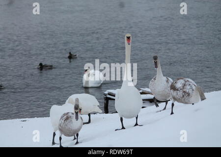 Schönen eleganten weißen wilden Schwan tanzen auf Schnee River Bank im Winter kalten Tag Stockfoto