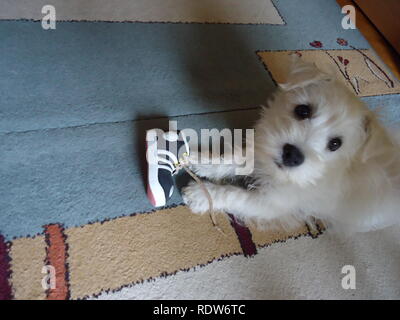 West Highland White Terrier spielen mit einem Schuh Stockfoto