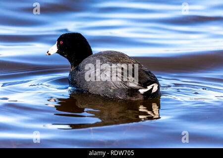 Eine gemeinsame Blässhuhn (Fulica atra) am Merced National Wildlife Refuge im Central Valley in Kalifornien USA Stockfoto