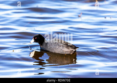 Eine gemeinsame Blässhuhn (Fulica atra) am Merced National Wildlife Refuge im Central Valley in Kalifornien USA Stockfoto