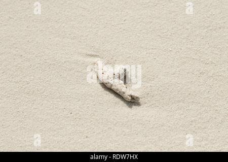 Coral am Ufer eines einsamen Insel isoliert (Ari Atoll, Malediven) Stockfoto