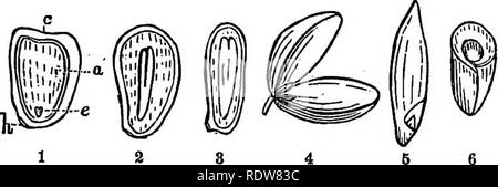 . Praktische Botanik, strukturelle und systematische, letztere Teil wird eine analytische Schlüssel zum wild blühenden Pflanzen, Bäume, Sträucher, Kräuter und Gräser, Seggen der nördlichen und mittleren Vereinigten Staaten östlich des Mississippi. Botanik. Strukturelle Botanik. 73 Embryo von Triglocliin; 6, die Gleichen, quer geteilt. Die EMBEYO im Samen wird eine Anlage, vorausgesetzt, es erfüllt die Bedingungen für seine Entwicklung. Innerhalb der Samenschalen v/e unterscheiden, als im Wesentlichen dauerhaft Teilen, der plumule und keimwurzel, und als vorübergehende, den Keimblättern, mit mehr oder weniger Eiweiß, die NUTR Stockfoto
