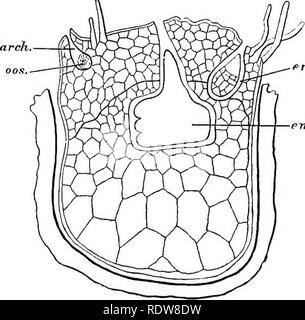 . Eine Einführung in die pflanzlichen Physiologie. Pflanzenphysiologie. 440 pflanzlichen Physiologie öffnet sich ein wenig an der Spitze wenn Der archegonia sind ausgereift, damit die Befruchtung möglich sein kann. Wenn wir auf den Spermophytes zwei weitere Fortschritte gesehen werden kann. Die spore nie entweicht aus dem prothallium sporangium, und der noch nicht einmal zum Teil aus der Sporen, die nicht geöffnet werden. In diesen Anlagen der megaspore, die von der Zelle früher als emhryo-sac bekannt vertreten ist, die sporangium der samenanlage. Unter den Spermophytes haben wir zwei Arten von prothallium, die charakteristisch sind. Fia. 17. Stockfoto