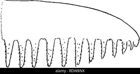 . Unsere essbare Fliegenpilze und Pilze und wie Sie zu unterscheiden; eine Auswahl von 30 Einheimischen essen Sorten, leicht erkennbar durch die gekennzeichneten Individualitäten, die mit einfachen Vorschriften für die Identifizierung von giftigen Arten. Pilze; Kochen (Pilze); Cbk. Abschnitt EINER HYDNUM kann nicht für andere verwechselt werden, und die TN-ständig durch seinen eigenen besonderen Charakter erkannt, al-bereit erwähnt, seine Sporen die Oberfläche mit einem weichen bedrängt wird, hängend Stacheln anstelle von Poren oder Kiemen. Es gibt mehr als eine Bewertung von Arten. Die beiden Mit uns mehr oder weniger gemeinsam sind die Hydnum repandum, in outli Stockfoto