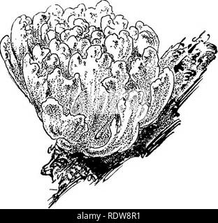 . Unsere essbare Fliegenpilze und Pilze und wie Sie zu unterscheiden; eine Auswahl von 30 Einheimischen essen Sorten, leicht erkennbar durch die gekennzeichneten Individualitäten, die mit einfachen Vorschriften für die Identifizierung von giftigen Arten. Pilze; Kochen (Pilze); Cbk. 220 essbare Pilze unter, wie in der beigefügten Abbildung gezeigt, oder vollständig bedeckt eine Fläche von mehreren Quadratmetern. Es liegt vor mir selbst, wie ich schreibe ein Fragment aus einem einzigen Cluster, die ich gestern aus dem Kofferraum eines scheinbar gesunden roten gerupft - Eiche in der Nähe meiner Stu-dio, der Rest der Klumpen in genossen als s, Stockfoto