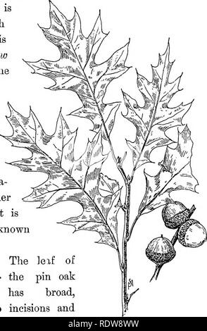 . Bekannte Bäume und ihre Blätter. Bäume. Die Eichen mit Eicheln. 165 ticed, dass viele der glatten Muttern gestreift sind, aber sehr viel zuverlässigere charakteristisch ist, die mit dem Kernel verbunden; dies ist sehr gelb und bitter. Die innere Rinde der Eiche ist orange col- oder und Sat-unenn mit tanniQ, das macht Es valua-ble an die Gerber und Färber. Es: kommerziell bekannt als quercitron. Pin oder Sumpf Spanische Eiche Quercus palustris, gerundet, tiefe Einschnitte und scharfe, Borsten mit Kunststoffspitze divis-Ionen; es ist hell Grün oben und unten ein wenig blasser im Sommer und im Herbst, um Änderungen an einem reichhaltigen Bronze r Stockfoto