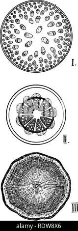 . Die Lebensdauer der Anlage. Pflanzenphysiologie. i6o DAS LEBEN DER PFLANZE eine ganz andere Struktur wird präsentiert von Die Stämme der Koniferen und Dicotyledons, ^, zu der alle unseren Wald Bäume gehören, wie Eiche, Linde, Ahorn, etc., um die Struktur dieser verstehen, stammt, ist es notwendig, in einigen anatomischen Details, ohne die weitere Ex-Position des Subjekts wäre nutzlos zu werden. Botaniker, sowie nicht-Botaniker, drei Teile in die quer liegenden Teile der Stamm eines Baumes unterscheiden: die Rinde oder Rinde, den Wald - sie zeigen eine Reihe von konzentrischen Ringen - und die markröhre (Abb. Stockfoto