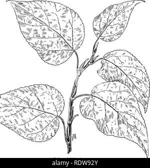 . Bekannte Bäume und ihre Blätter. Bäume. Die PAPPELN. 131 slenderer Bäume ist die Lombardei Pappel {Polnisches Amtsblatt> Ulus nigra, div. Italica; auch Populus dilatata), die. Balm in Gilead. steigt wie ein Kirchturm einige 100 Meter oder mehr in den Himmel. Es hat eine hübsche, dreieckiges Blatt, mit einem flachen Schaft, oft rot, und eine glatte, dünne, ledrigen Textur; die Zähne sind nicht scharf; die Farbe. Bitte beachten Sie, dass diese Bilder aus gescannten Seite Bilder, die digital für die Lesbarkeit verbessert haben mögen - Färbung und Aussehen dieser Abbildungen können nicht perfekt die Ori ähneln extrahiert werden Stockfoto