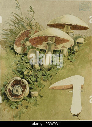 . Unsere essbare Fliegenpilze und Pilze und wie Sie zu unterscheiden; eine Auswahl von 30 Einheimischen essen Sorten, leicht erkennbar durch die gekennzeichneten Individualitäten, die mit einfachen Vorschriften für die Identifizierung von giftigen Arten. Pilze; Kochen (Pilze); Cbk. Platte V. Agaricus Campestris.. Bitte beachten Sie, dass diese Bilder sind von der gescannten Seite Bilder, die digital für die Lesbarkeit verbessert haben mögen - Färbung und Aussehen dieser Abbildungen können nicht perfekt dem Original ähneln. extrahiert. Gibson, W. Hamilton (William Hamilton), 1850-1896; Herndon, James B., Jr fmo; Ihre Stockfoto