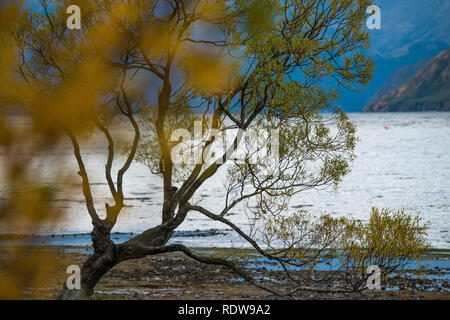 Die berühmte ", Wanaka Baum' ist ein einsamer crack Willow Tree am Ufer des Lake Wanaka, hat sich zu einem beliebten fotografischen Ort für Touristen geworden. Stockfoto