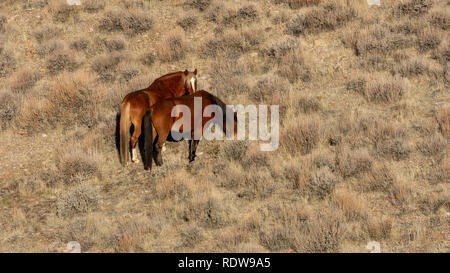 Überblick über zwei braune wilden Mustangs Beweidung trockenes Gras in der Ferne und viel Platz kopieren Stockfoto