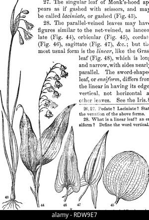 . Blätter und Blüten: oder, Objekt Lektionen in der Botanik mit einem Flora: für Anfänger in Akademien und öffentlichen Schulen vorbereitet. Botanik. liEAF - FOEMS UND ZAHLEN. 25. 27. Die singuläre Blatt der Mönch - liood ap - Birnen, als ob gashed mit Schere und kann genannt werden, oder Idciniate gashed (Abb. 43). 28. Die parallel-Geäderte Blätter haben Abbildungen ähnlich der net-Geäderte, wie lanceo - Später (Abb. 44), Orbicular (Abb. 45), herzförmige (Abb. 46), sagittate (Abb. 47), &Amp; c.; aber die meisten üblichen Form ist die lineare, wie das Gras Blatt (Abb. 48), das ist lang und schmal, mit Seiten fast parallel. Das Schwert - geformt Stockfoto