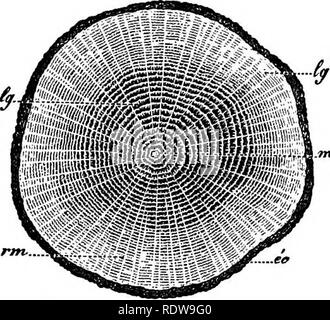 . Botanik für Schulen und Hochschulen. Botanik. Gewebe OB' ANGlOSPERMtl. 449 treme Fällen mehr als Tausend, * die Rinde zeigt nur selten mehr als ein paar unterschiedliche Schichten, und seine Stärke ist in der Regel sehr viel weniger als die der Ehemaligen. Von dem, was gesagt wurde ist es ersichtlich, dass ein Dikotylen Stammzellen mehrere Jahre alt aus einer Reihe von grösseren und grösseren kontinuierlichen woody Tanks (Bild ist. 330, 1, 3, 3, 4, 5) durch eine entsprechende Reihe von Rinde Oberteile, die kleinere aud sind kleiner (Abb. umgeben. 330, 5", 4'3', 2', l^. 548.- Die Markstrahlen, In der Jungen dikotylen stammt es gibt thic Stockfoto